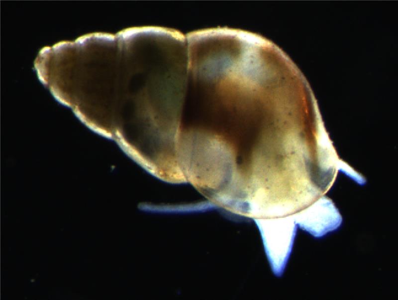 Crustacean image