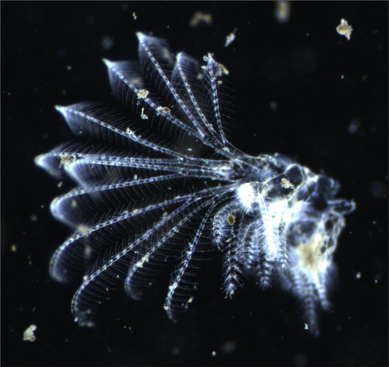 Crustacean image