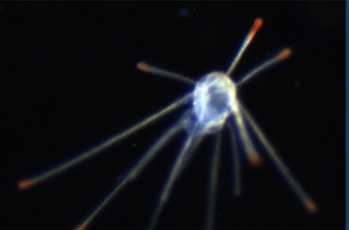 Plankton image